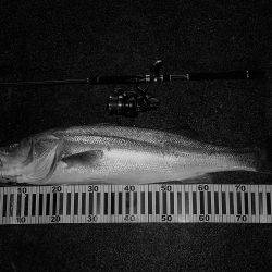 荒れた日のサラシの中で